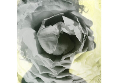 Friedlander, Ellen