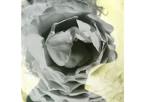 Friedlander, Ellen